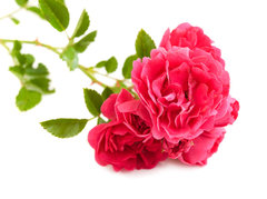 GF Briar Rose Cosmetic Grade Fragrance Oil