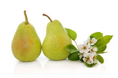 GF Freesia & Pear Cosmetic Grade Fragrance Oil