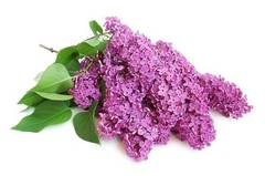 GF Lilac Cosmetic Grade Fragrance Oil