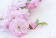 SP Almond Blossom Cosmetic Grade Fragrance Oil