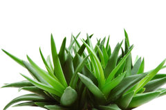 SP Aloe Vera Cosmetic Grade Fragrance Oil
