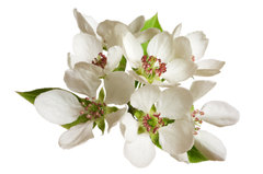 SP Apple Blossom Cosmetic Grade Fragrance Oil