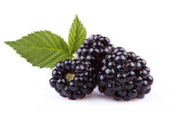 GF Blackberry & Basil Cosmetic Grade Fragrance Oil