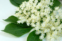 SP Elderflower & Nettle Cosmetic Grade Fragrance Oil