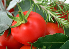 SP Tomato Leaf Cosmetic Grade Fragrance Oil